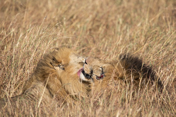 Close up portraits of heads of two Elawana or Sand River male lion, Panthera leo, brothers grooming each others' faces surrounded by tall grass of Masai Mara in Kenya