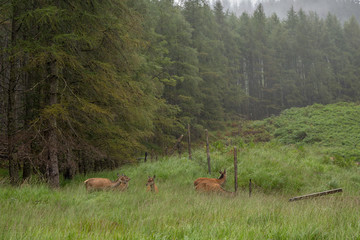 Deer graze in the wild hills of Glen Etive, Scotland