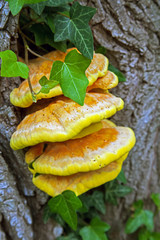 Chicken Mushroom (Laetiporus sulphureus) on a tree trunk in the Danube lakes near Regensburg Bavaria Germany