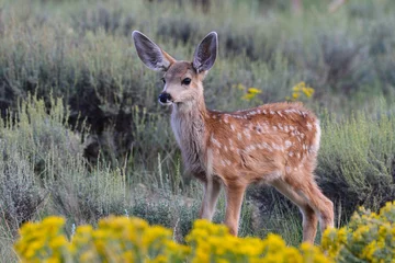 Fotobehang Hert Mule deer fawn  © Paul