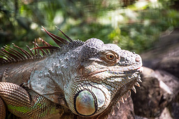 iguana, lizard, reptile, animal, green, nature, wildlife, dragon, green iguana, wild, zoo, head, eye, animals, pet, tropical, closeup, skin, portrait, scale, iguana iguana, macro, creature, reptiles