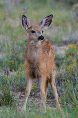 Mule deer fawn brice canyon