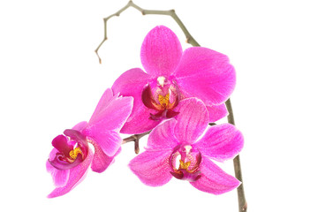 Purple Orchid (Phalaenopsis) isolated on white background