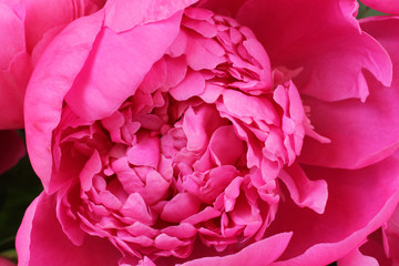 Core of beautiful small open hot pink peony. Closeup