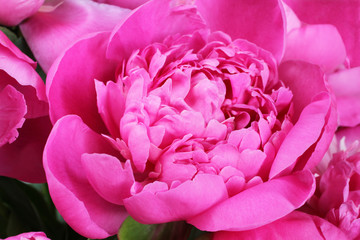 Core of beautiful small open hot pink peony. Closeup