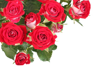 Bouquet of red roses isolated on white background