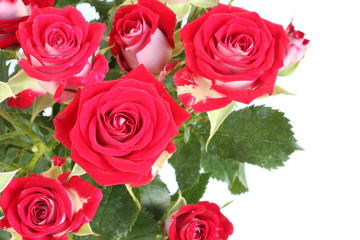 Bouquet of red roses isolated on white background