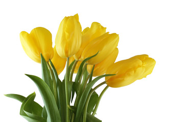 Bouquet of yellow tulips on white background