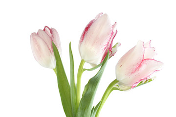 White tulips with red edges of petals isolated on white background