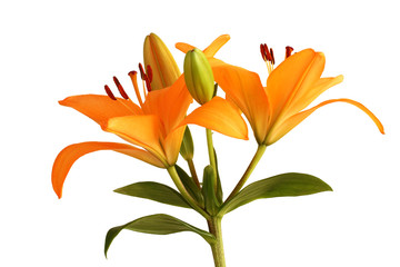 Orange day lily flower isolated on white background