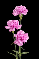 Three gently purple carnations isolated on black background