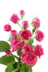 Bouquet of small pink roses isolated on white background