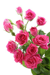 Bouquet of small pink roses isolated on white background