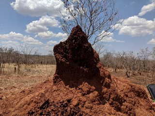 termite hill in Zambia