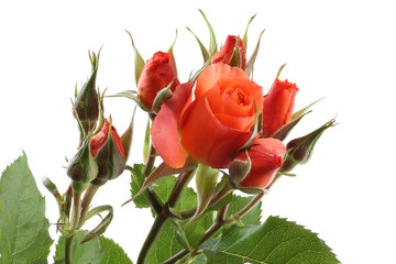 Bouquet of small orange roses isolated on white background