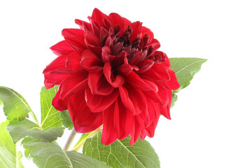 Claret red dahlia isolated on white background