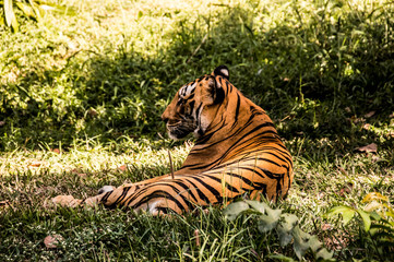 tiger, animal, cat, wildlife, wild, feline, mammal, nature, predator, zoo, stripes, carnivore, big, orange, jungle, fur, siberian, bengal, beautiful, danger, head, big cat, striped, endangered, portra