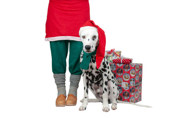 Christmas Dalmatian with Elf and gifts