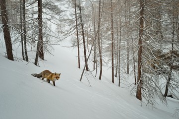 Volpe nel bosco in inverno, Parco Nazionale del Gran Paradiso