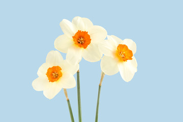 Obraz premium Bouquet of three daffodils isolated on light blue background
