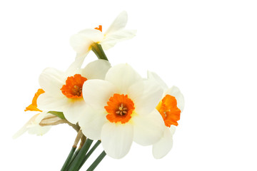 Bouquet of five daffodils isolated on white background