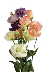 Bouquet of white, pink and purple eustoma  flowers  isolated on white background