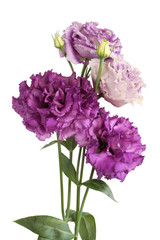 Bouquet of purple eustoma  flowers  isolated on white background