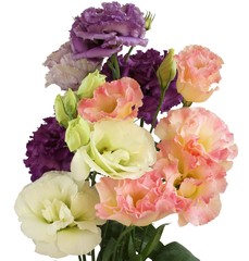 Bouquet of white, pink and purple eustoma  flowers  isolated on white background