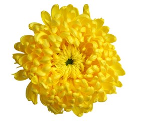 Big yellow chrysanthemum flower isolated on white background