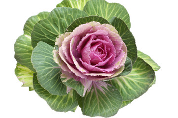 Ornamental green with pink cabbage flower isolated on white background
