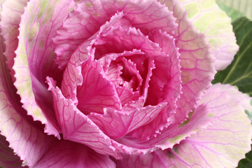 Core of ornamental green with pink cabbage flower isolated on white background