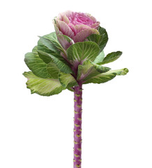 Ornamental green with pink cabbage flower isolated on white background