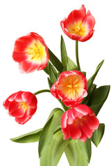 Bouquet of five red tulip flowers isolated on white background