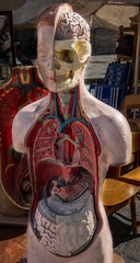 Anatomical Human Body Model