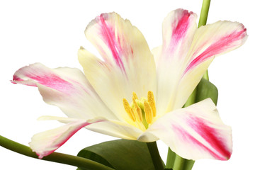 Fototapeta premium The core of a white tulip with red edges of petals. Closeup. Macro