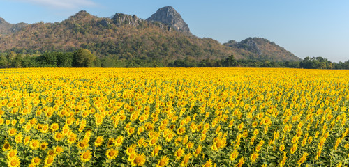Fototapeta premium Panorama, Sunflowers field is blooming in the morning. Location at khao jeen lae, Lopburi Province ,Thailand