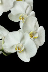 Naklejka na ściany i meble White Orchid (Phalaenopsis) isolated on black background