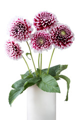 Bouquet of five purple dahlia with white edges of petals flowers isolated on white background