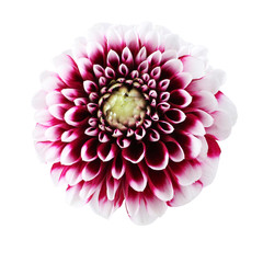 Purple dahlia with white edges of petals flowers on white background.
