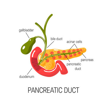 Functions of pancreas concept. Vector illustration