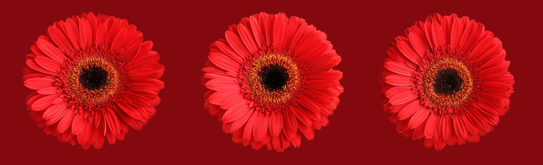 Tree red gerberas isolated on dark red background