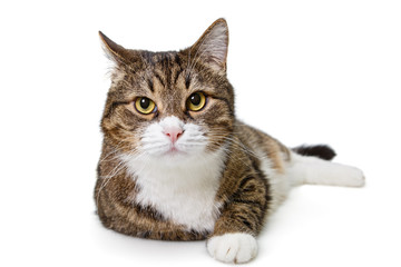 Obraz premium Big grey cat