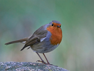 European robin (Erithacus rubecula)