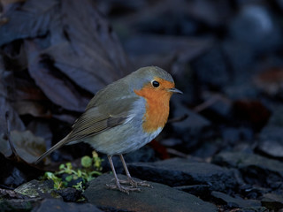 European robin (Erithacus rubecula)
