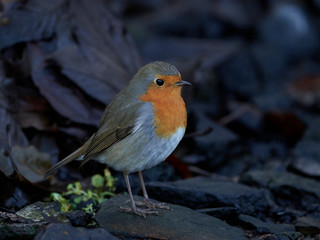 European robin (Erithacus rubecula)