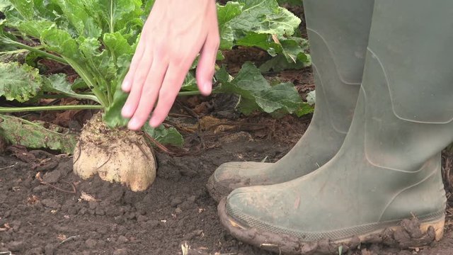 Farmer examining organically grown sugar beet root crop from the ground