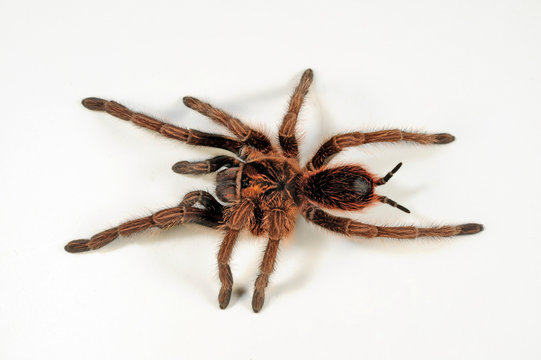 Vogelspinne aus der Dominikanischen Republik (Phormictopus atrichomatus)