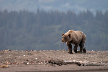 Large Grizzly Bear Walking on the Beach in Lake Clark National Park, Alaska, USA