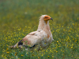 Egyptian vulture (Neophron percnopterus)