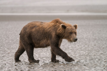 Fototapeta na wymiar Mother Grizzly Bear Walking on the Beach in Lake Clark, Alaska Looking for Food